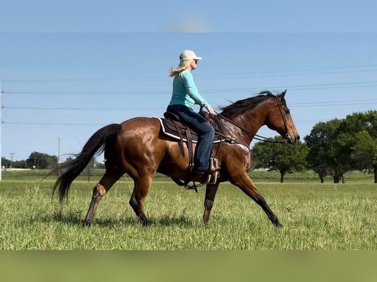 American Quarter Horse Castrone 12 Anni 163 cm Baio ciliegia in Weatherford TX