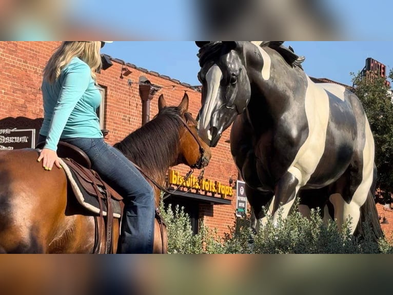 American Quarter Horse Castrone 12 Anni 163 cm Baio ciliegia in Weatherford TX