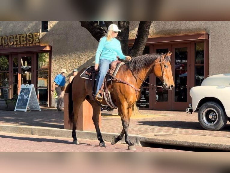 American Quarter Horse Castrone 12 Anni 163 cm Baio ciliegia in Weatherford TX