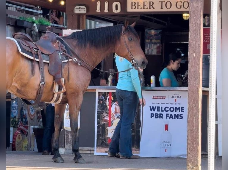 American Quarter Horse Castrone 12 Anni 163 cm Baio ciliegia in Weatherford TX