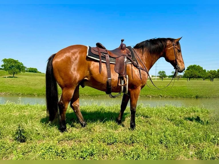 American Quarter Horse Castrone 12 Anni 163 cm Baio ciliegia in Weatherford TX