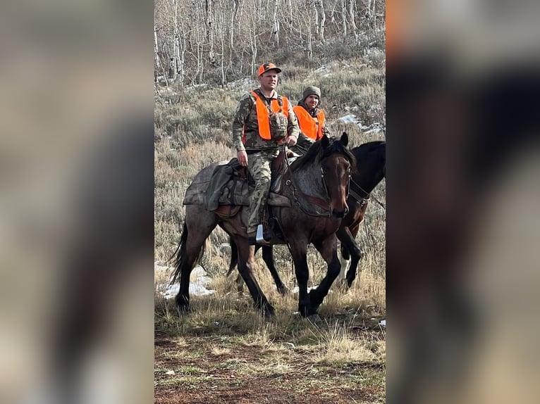 American Quarter Horse Castrone 12 Anni 163 cm Baio roano in Herber City, UT