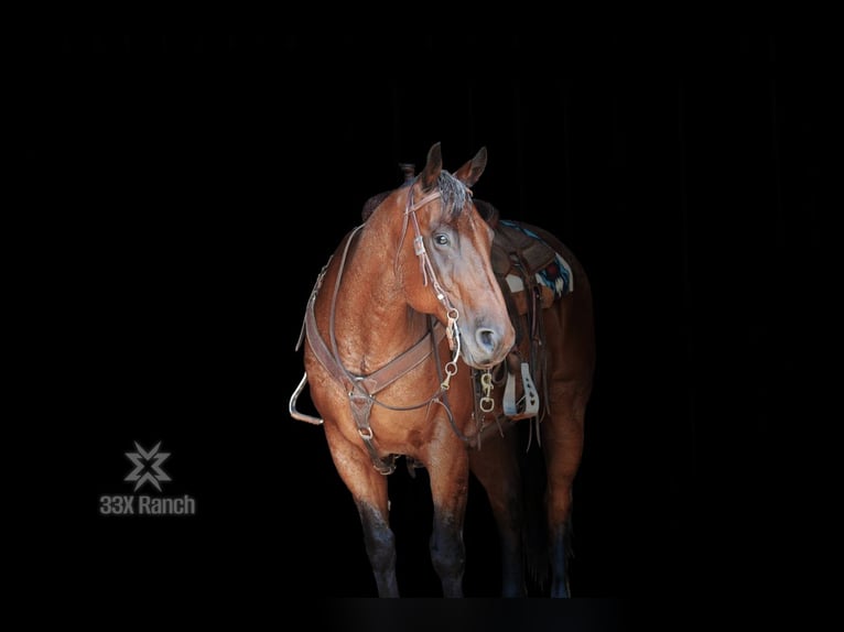 American Quarter Horse Castrone 12 Anni 163 cm Baio roano in Needmore, PA