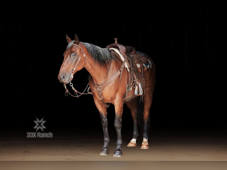 American Quarter Horse Castrone 12 Anni 163 cm Baio roano in Needmore, PA