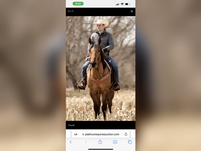 American Quarter Horse Castrone 12 Anni 163 cm Falbo in Defuniak Springs Florida