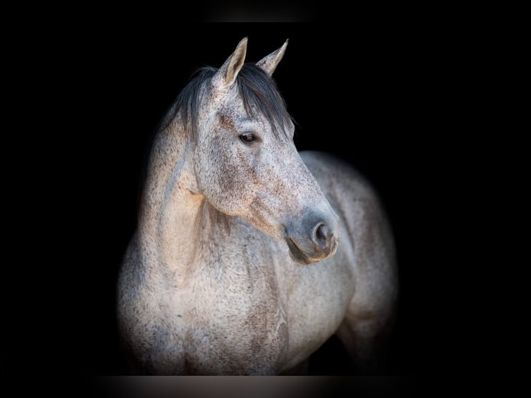 American Quarter Horse Castrone 12 Anni 163 cm Grigio in Weatherford TX