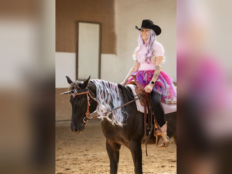 American Quarter Horse Castrone 12 Anni 163 cm Morello in TrierTrier