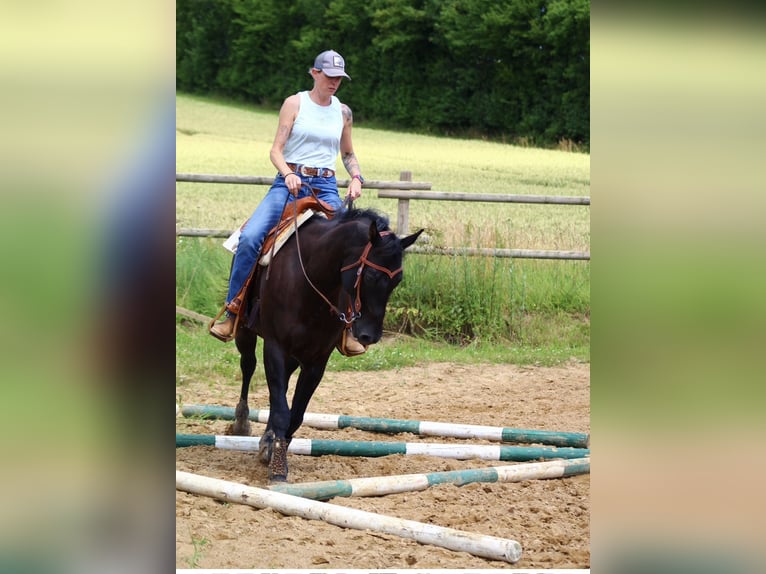 American Quarter Horse Castrone 12 Anni 163 cm Morello in TrierTrier