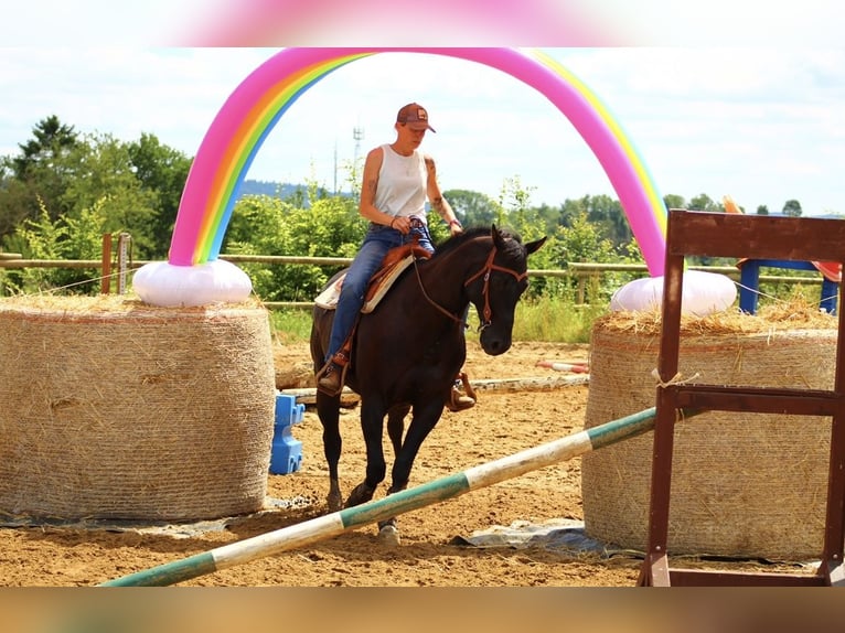 American Quarter Horse Castrone 12 Anni 163 cm Morello in TrierTrier