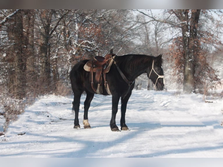 American Quarter Horse Castrone 12 Anni 163 cm Morello in Walkerton, IN