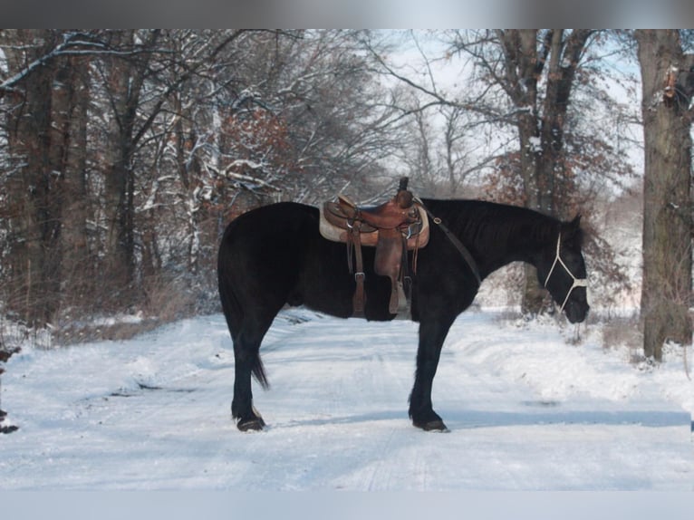 American Quarter Horse Castrone 12 Anni 163 cm Morello in Walkerton, IN