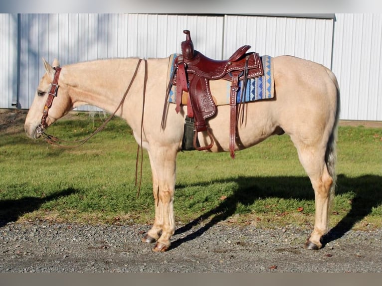 American Quarter Horse Mix Castrone 12 Anni 163 cm Palomino in Allentown, NJ