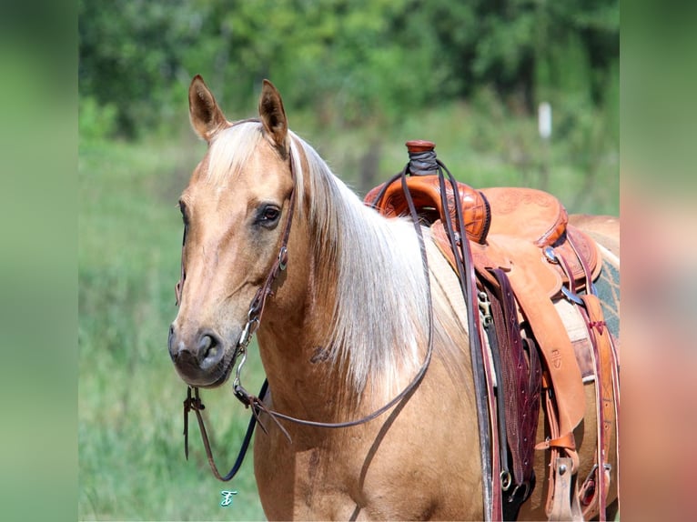 American Quarter Horse Castrone 12 Anni 163 cm Palomino in Carthage, TX