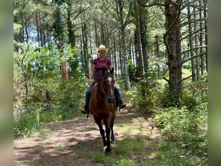 American Quarter Horse Castrone 12 Anni 163 cm Pelle di daino in Johnston