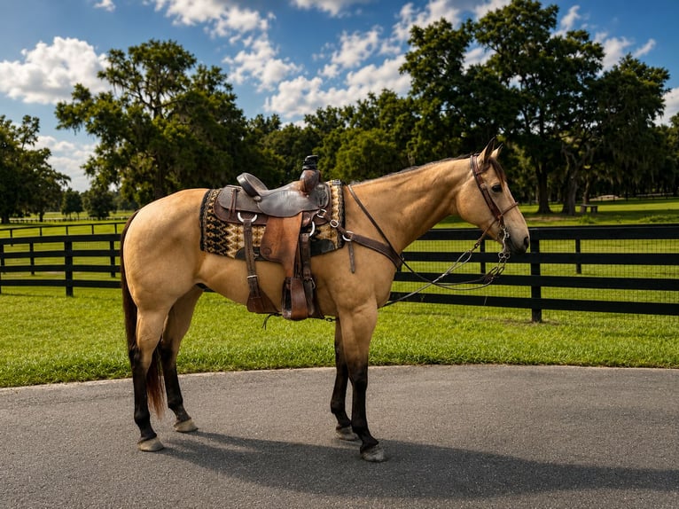 American Quarter Horse Castrone 12 Anni 163 cm Pelle di daino in Oxford