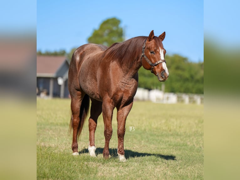 American Quarter Horse Castrone 12 Anni 163 cm Roano rosso in Terrell