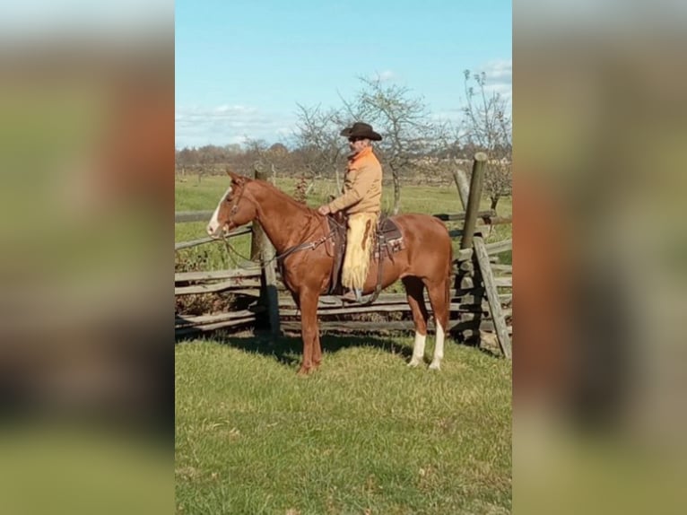 American Quarter Horse Castrone 12 Anni 163 cm Sauro scuro in Chambersburg