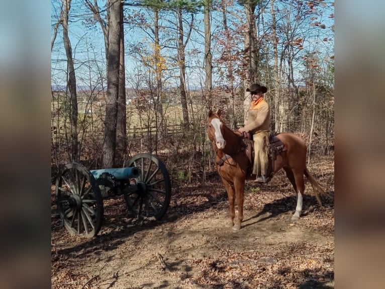 American Quarter Horse Castrone 12 Anni 163 cm Sauro scuro in Chambersburg