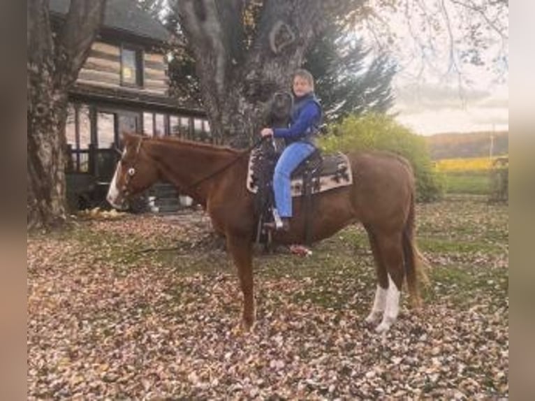 American Quarter Horse Castrone 12 Anni 163 cm Sauro scuro in Chambersburg