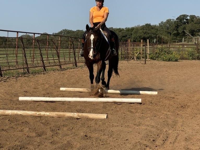 American Quarter Horse Castrone 12 Anni 165 cm Baio ciliegia in Weatherford