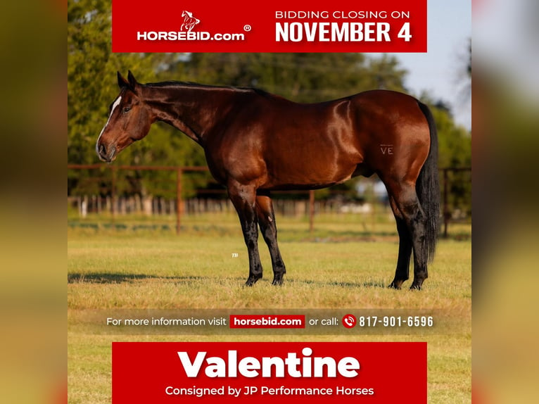 American Quarter Horse Castrone 12 Anni 165 cm Baio ciliegia in Weatherford