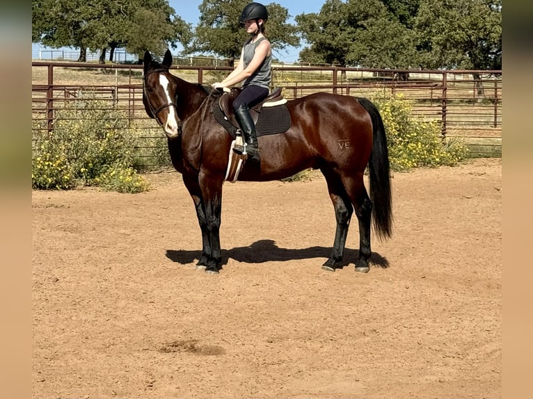 American Quarter Horse Castrone 12 Anni 165 cm Baio ciliegia in Weatherford