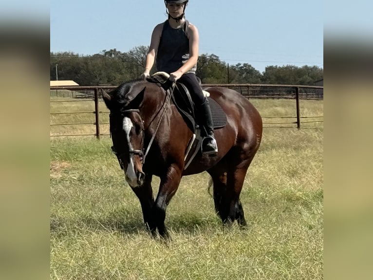 American Quarter Horse Castrone 12 Anni 165 cm Baio ciliegia in Weatherford