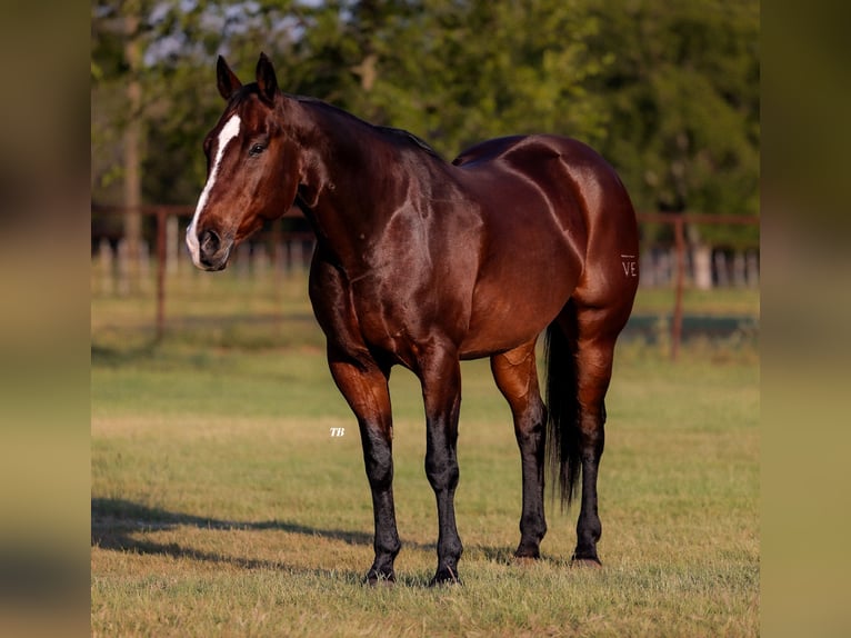 American Quarter Horse Castrone 12 Anni 165 cm Baio ciliegia in Weatherford