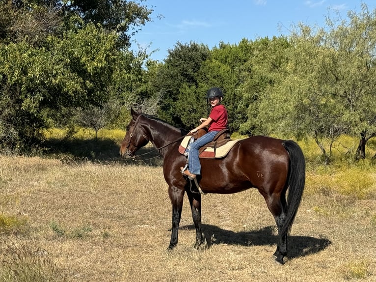 American Quarter Horse Castrone 12 Anni 165 cm Baio ciliegia in Weatherford