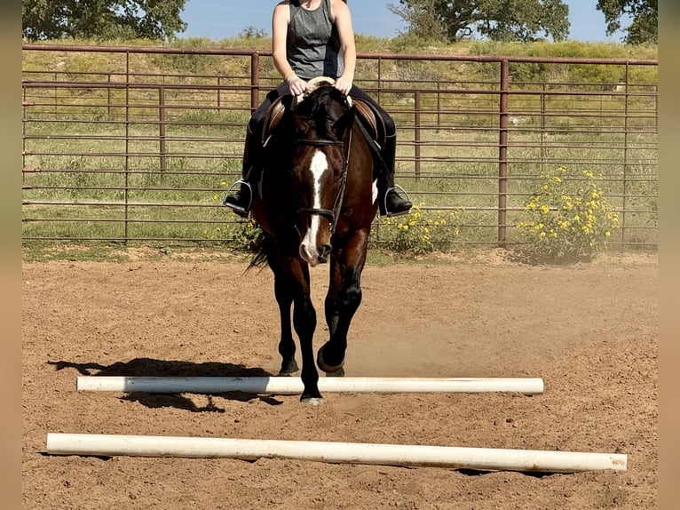 American Quarter Horse Castrone 12 Anni 165 cm Baio ciliegia in Weatherford