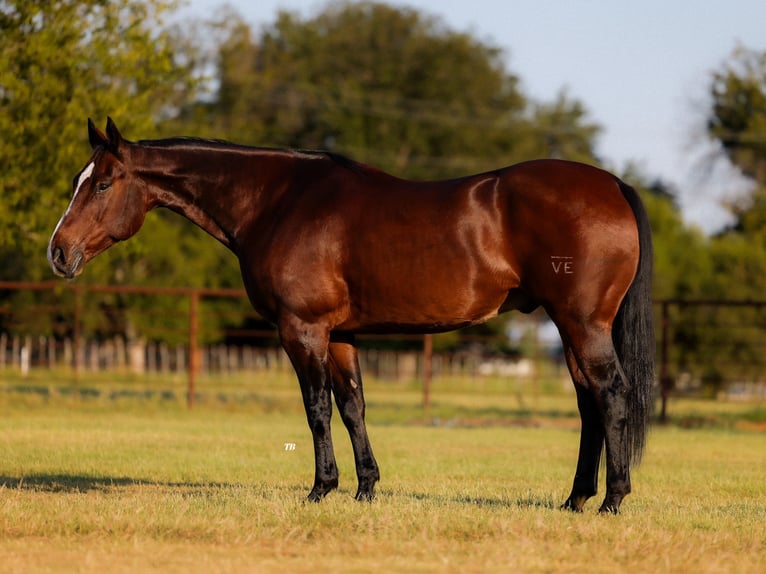 American Quarter Horse Castrone 12 Anni 165 cm Baio ciliegia in Weatherford