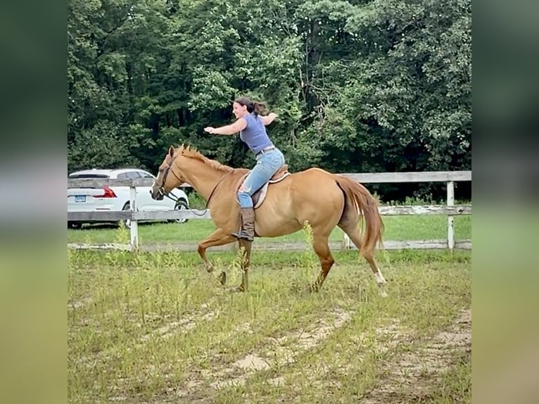 American Quarter Horse Castrone 12 Anni 165 cm Falbo in Granby, CT