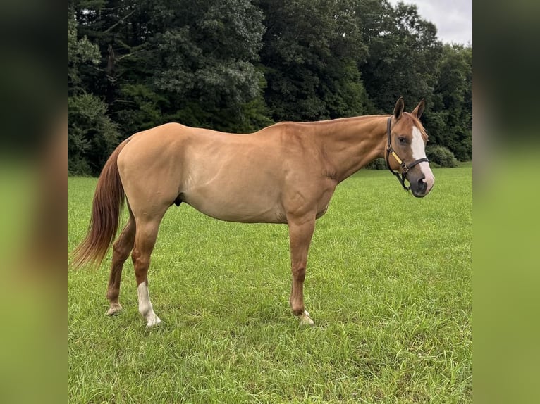 American Quarter Horse Castrone 12 Anni 165 cm Falbo in Granby, CT