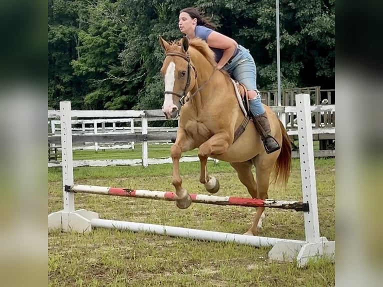 American Quarter Horse Castrone 12 Anni 165 cm Falbo in Granby, CT