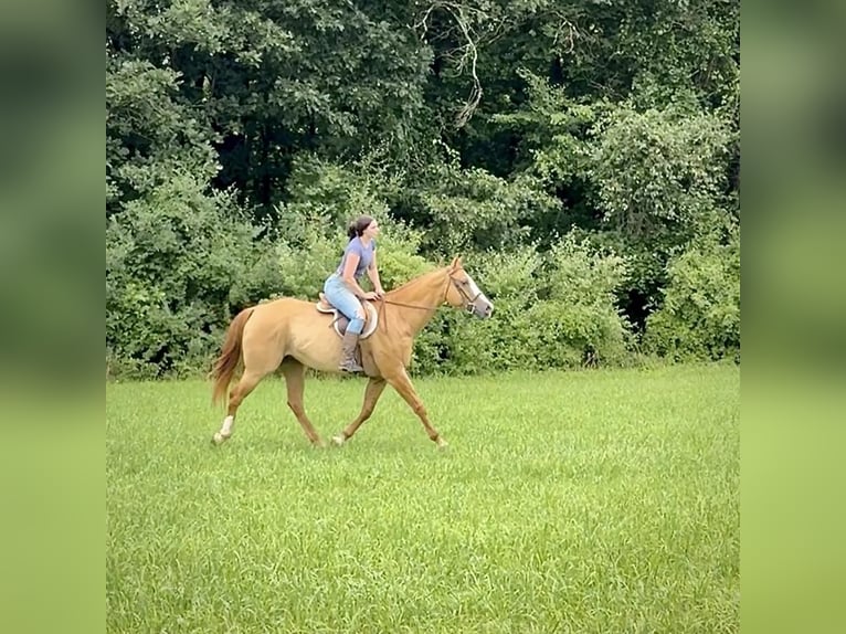 American Quarter Horse Castrone 12 Anni 165 cm Falbo in Granby, CT