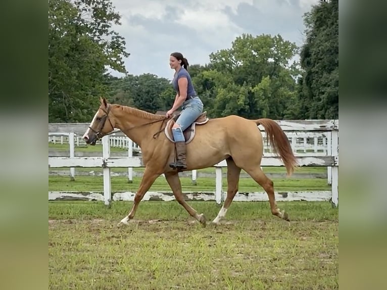 American Quarter Horse Castrone 12 Anni 165 cm Falbo in Granby, CT