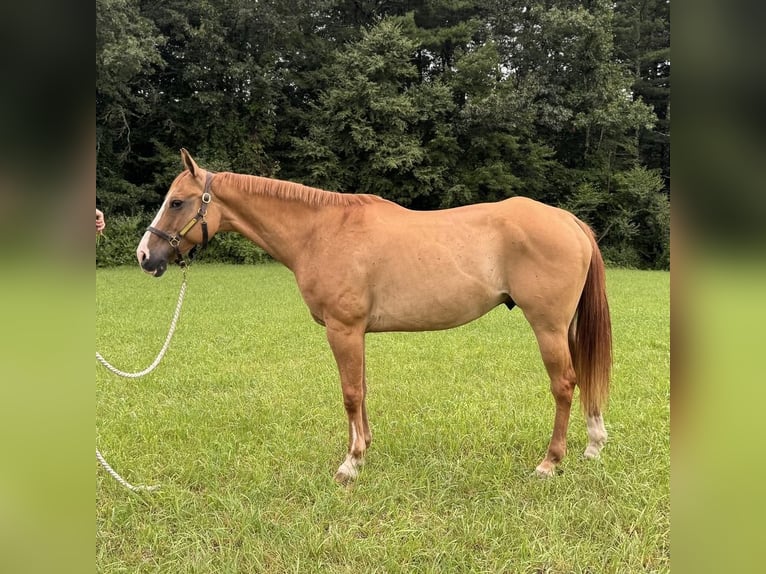 American Quarter Horse Castrone 12 Anni 165 cm Falbo in Granby, CT