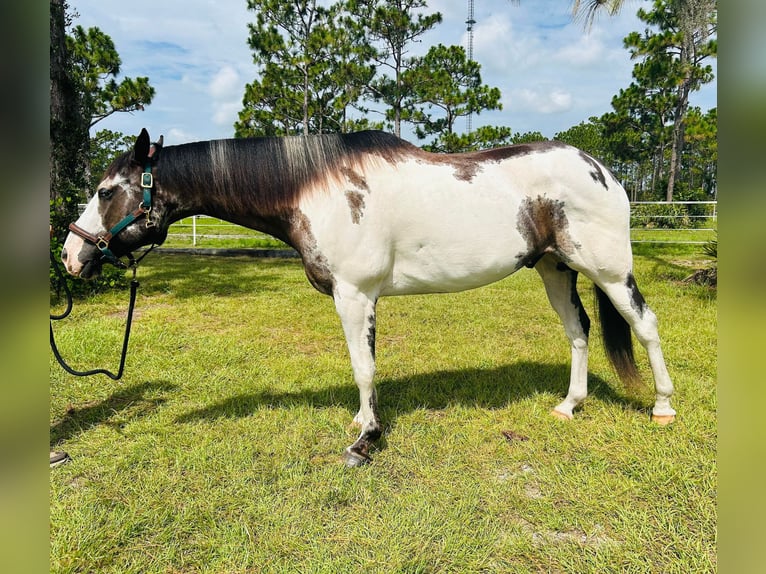 American Quarter Horse Castrone 12 Anni 165 cm Overo-tutti i colori in Christmas FL