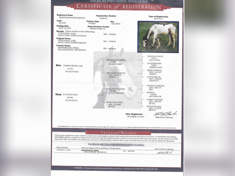 American Quarter Horse Castrone 12 Anni 165 cm in Christmas FL