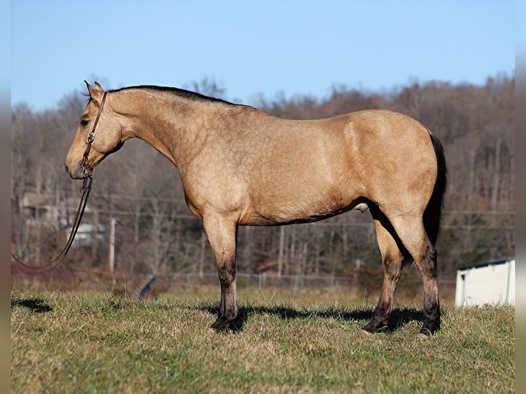 American Quarter Horse Castrone 12 Anni 165 cm Pelle di daino in Mount Vernon