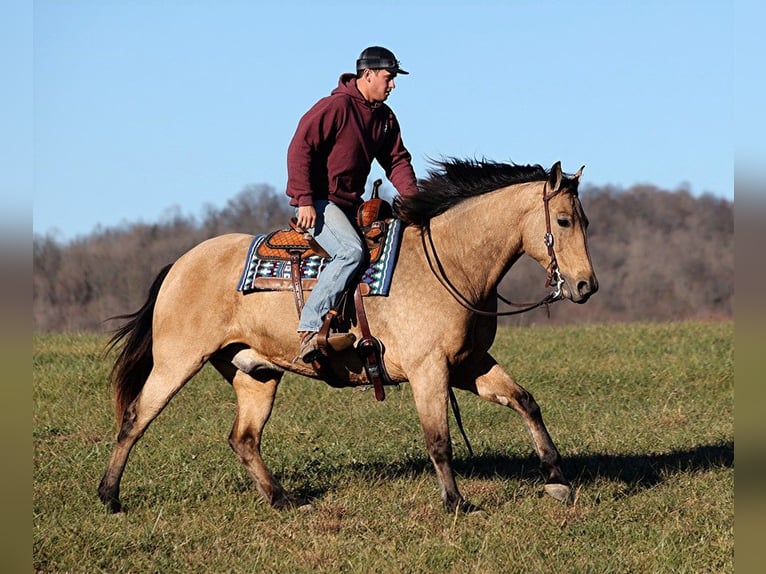 American Quarter Horse Castrone 12 Anni 165 cm Pelle di daino in Mount Vernon