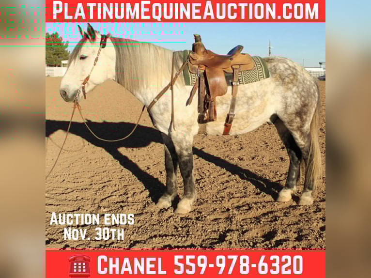 American Quarter Horse Castrone 12 Anni 168 cm Grigio pezzato in Roswell, NM