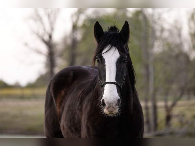 American Quarter Horse Castrone 12 Anni 168 cm Morello in canton TX