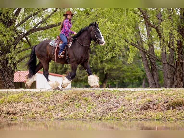 American Quarter Horse Castrone 12 Anni 168 cm Morello in canton TX