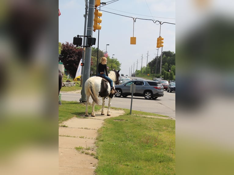 American Quarter Horse Castrone 12 Anni 173 cm Tobiano-tutti i colori in Highland MI