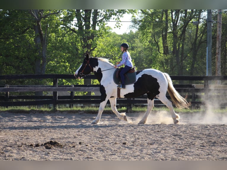 American Quarter Horse Castrone 12 Anni 173 cm Tobiano-tutti i colori in Highland MI