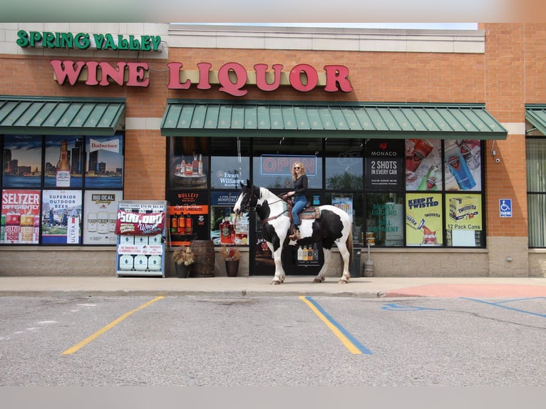 American Quarter Horse Castrone 12 Anni 173 cm Tobiano-tutti i colori in Highland MI