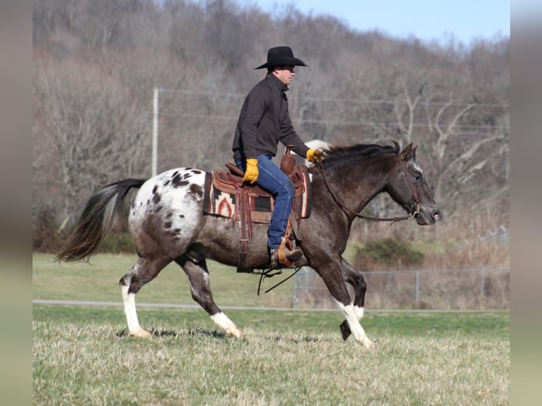 American Quarter Horse Castrone 12 Anni Baio ciliegia in Mount Vernon KY