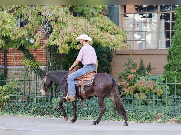 American Quarter Horse Castrone 12 Anni Baio ciliegia in Brooksville KY