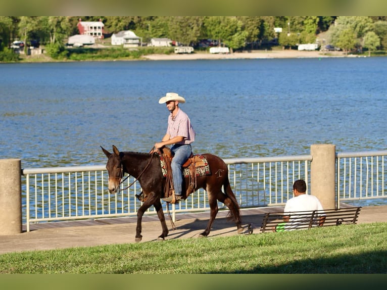 American Quarter Horse Castrone 12 Anni Baio ciliegia in Brooksville KY